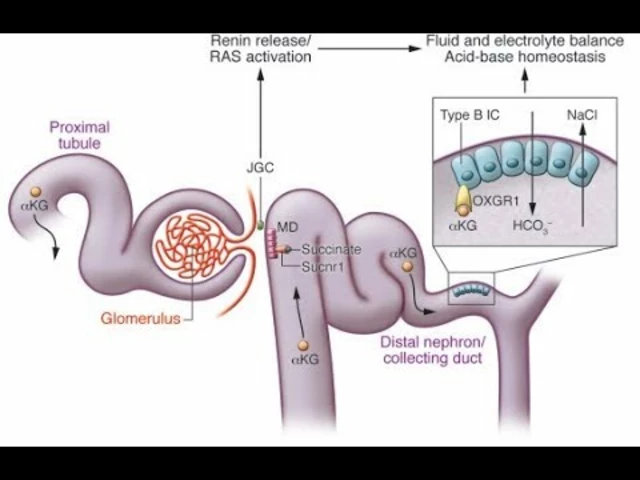 Hyponatremia and Gastrointestinal Disorders: What's the Link?